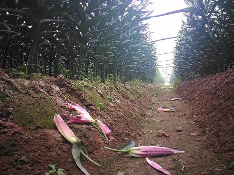 Hoa ly 'cười' sớm, người dân Tây Tựu khóc ròng - 10