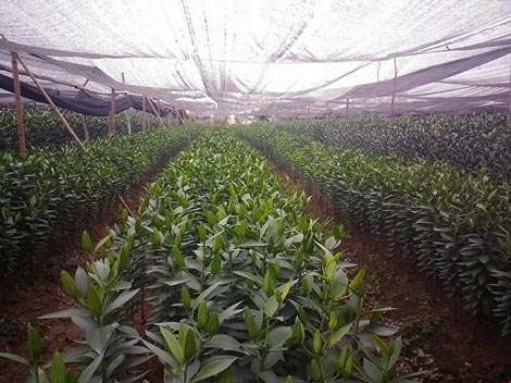 Hoa ly 'cười' sớm, người dân Tây Tựu khóc ròng - 11