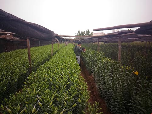 Hoa ly 'cười' sớm, người dân Tây Tựu khóc ròng - 2