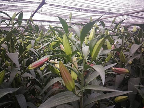 Hoa ly 'cười' sớm, người dân Tây Tựu khóc ròng - 3