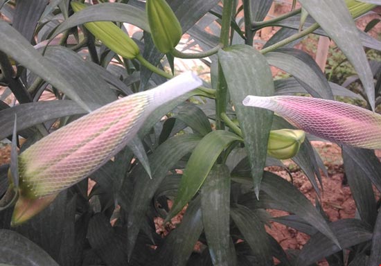 Hoa ly 'cười' sớm, người dân Tây Tựu khóc ròng - 4