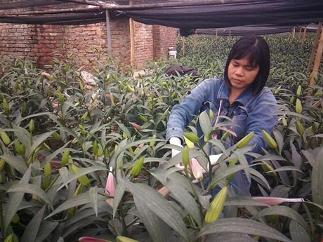 Hoa ly 'cười' sớm, người dân Tây Tựu khóc ròng - 5