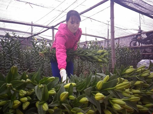 Hoa ly 'cười' sớm, người dân Tây Tựu khóc ròng - 6