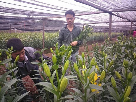 Hoa ly 'cười' sớm, người dân Tây Tựu khóc ròng - 7