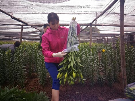 Hoa ly 'cười' sớm, người dân Tây Tựu khóc ròng - 8