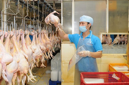 Năm 2017 Việt Nam sẽ xuất khẩu thịt gà sang Nhật Bản, EU - 1