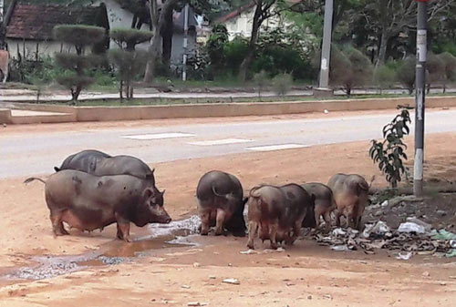 &#34;Hô biến” heo nái già thành heo rừng bằng... thuốc nhuộm - 2