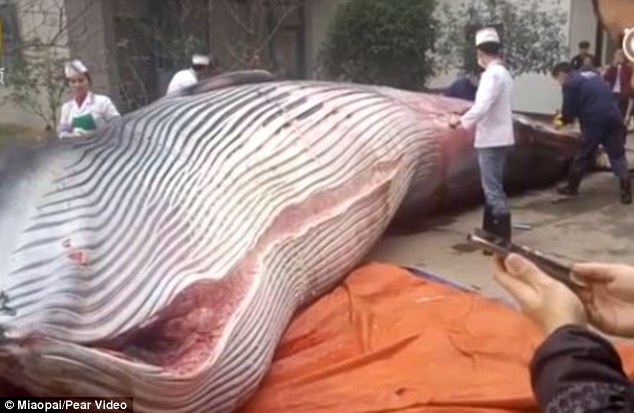 TQ: Xẻ thịt cá voi 8 tấn tại công ty để nhân viên ăn mừng - 1