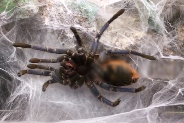 Kinh dị cảnh nhện khổng lồ quằn quại lột xác - 1
