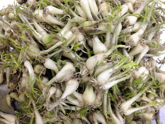 Cách làm dưa kiệu ngon mà không cần giấm - 4