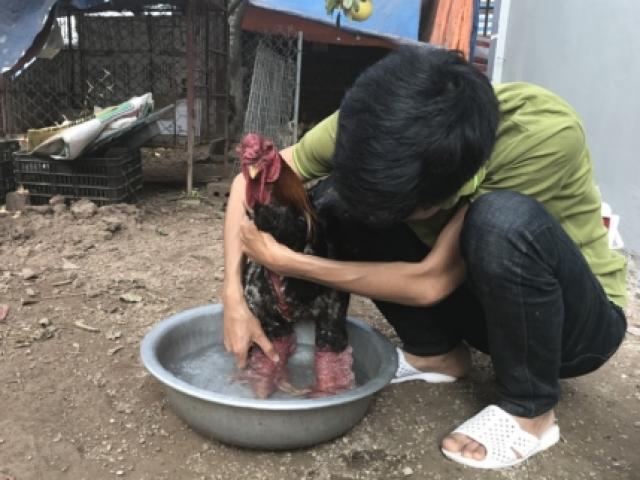 Kỹ nghệ nuôi gà: Mắc màn, rửa chân cho gà Đông Tảo