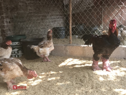 Kỹ nghệ nuôi gà: Mắc màn, rửa chân cho gà Đông Tảo - 1