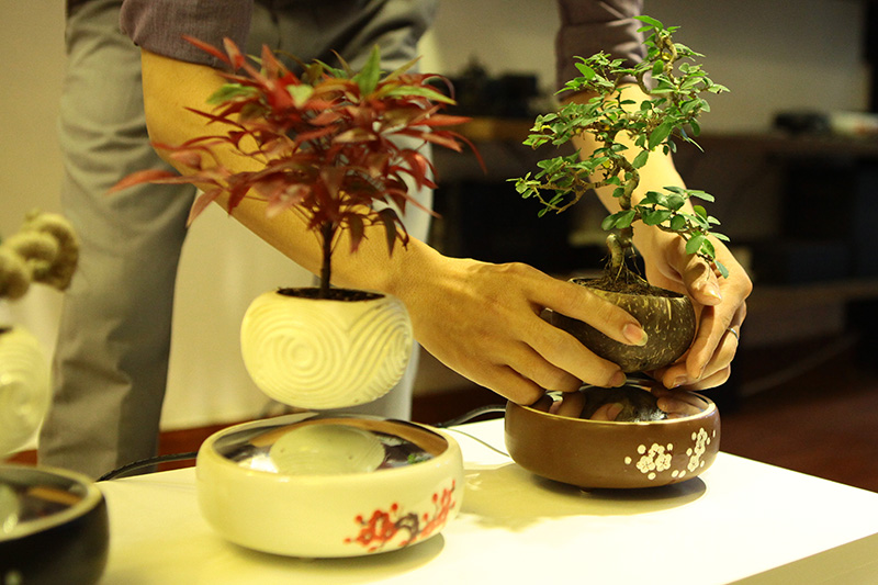 Săn bonsai bay, xoay tròn trên không trung chơi Tết - 3