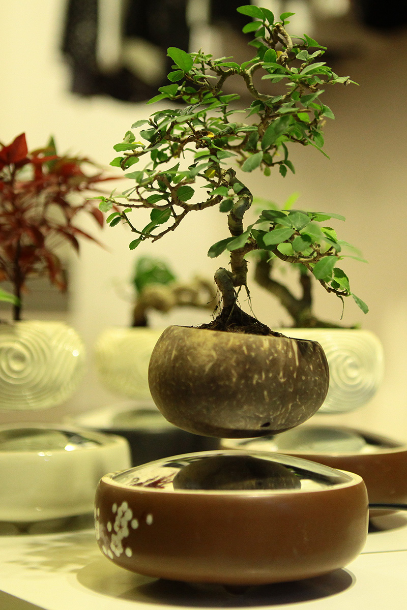 Săn bonsai bay, xoay tròn trên không trung chơi Tết - 7