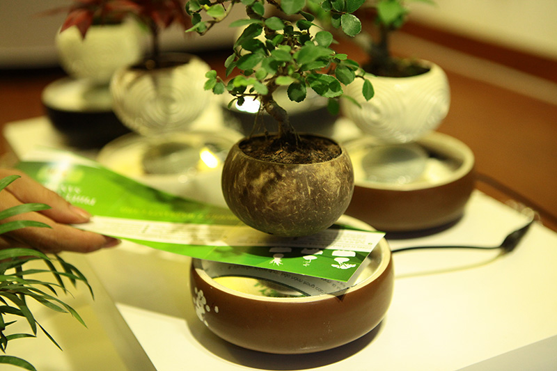 Săn bonsai bay, xoay tròn trên không trung chơi Tết - 6