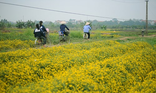 Vàng óng cánh đồng hoa &#34;tiến vua&#34; Hưng Yên - 2