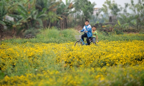 Vàng óng cánh đồng hoa &#34;tiến vua&#34; Hưng Yên - 10