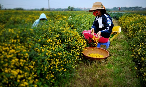 Vàng óng cánh đồng hoa &#34;tiến vua&#34; Hưng Yên - 7