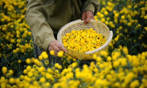 Vàng óng cánh đồng hoa &#34;tiến vua&#34; Hưng Yên - 5