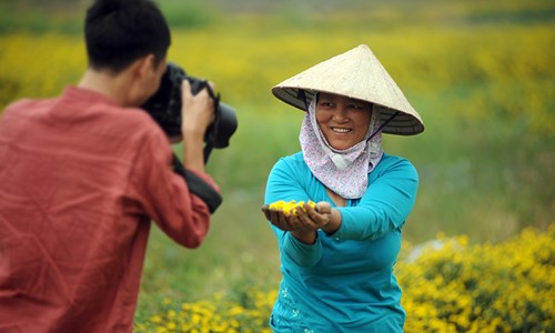 Vàng óng cánh đồng hoa &#34;tiến vua&#34; Hưng Yên - 11