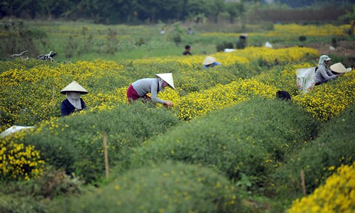 Vàng óng cánh đồng hoa &#34;tiến vua&#34; Hưng Yên - 6