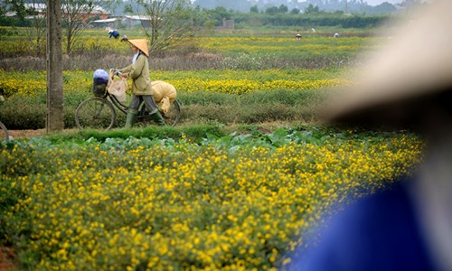 Vàng óng cánh đồng hoa &#34;tiến vua&#34; Hưng Yên - 9