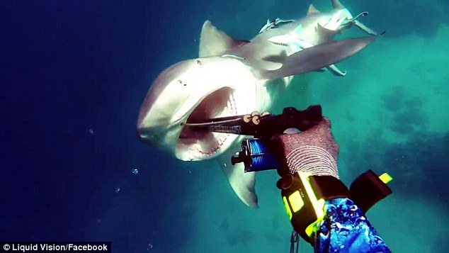 Hãi hùng cảnh cá mập điên cuồng tấn công thợ lặn ở Úc - 1