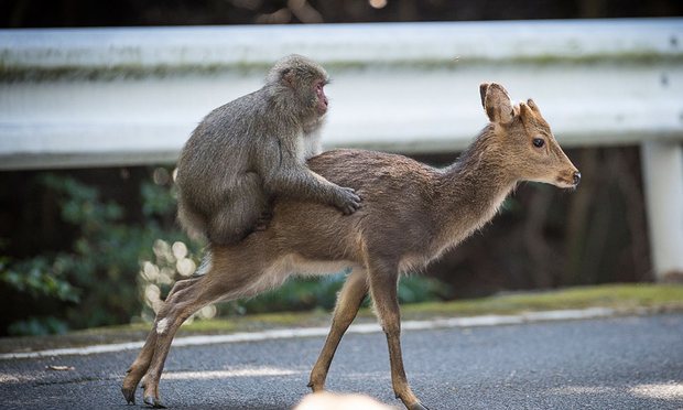 Bắt gặp khỉ định làm “chuyện ấy” với hươu ở Nhật - 1