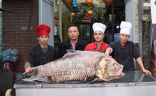 Chi 140 triệu, “rước” cá hô khủng từ Campuchia về HN - 1