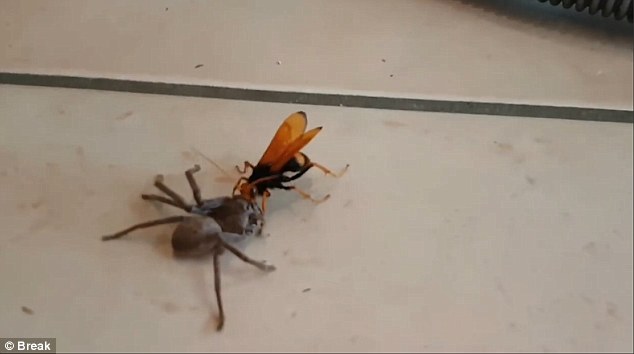 Video: Ong khổng lồ tha nhện thợ săn về tổ ăn thịt - 1