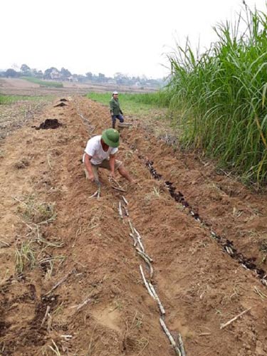 Nghệ An: Nông dân phấn khởi đón Tết ấm vì giá mía cao - 3