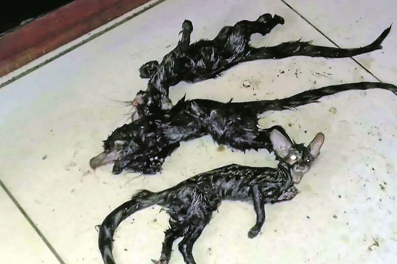 6 sinh vật đầu mèo thân chuột bị “nguyền rủa” ở Nam Phi - 1