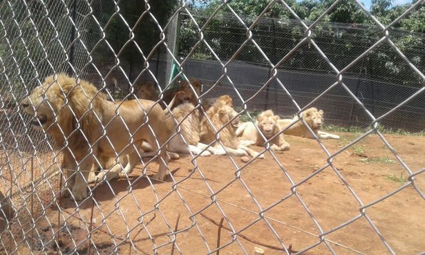 Lẻn vào khu sinh thái, chặt đầu 3 sư tử Nam Phi - 1