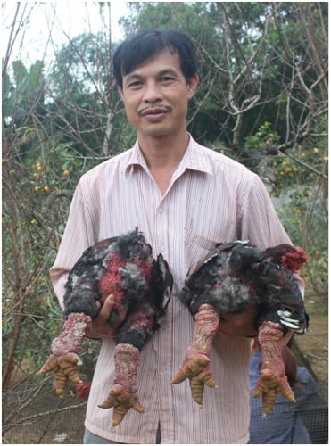 Ba, bốn triệu một cặp gà Đông Tảo, &#34;vua&#34; gà xứ Thanh thu tiền tỉ mỗi năm - 1