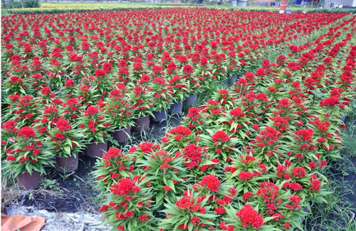 Ngắm “bức tranh” sắc màu trên những ruộng hoa Tết ở Sài Gòn - 1