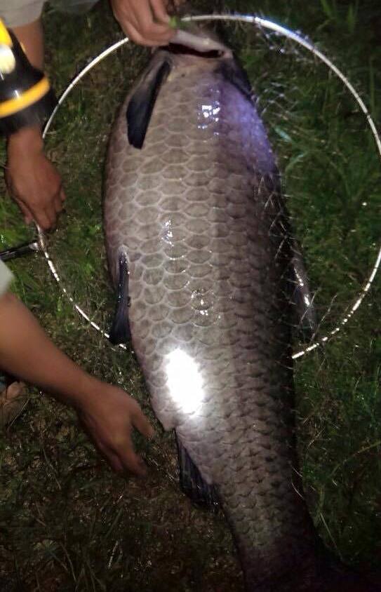 Cần thủ kể chuyện “săn” cá trắm đen 35kg ở hồ Hà Nội - 1