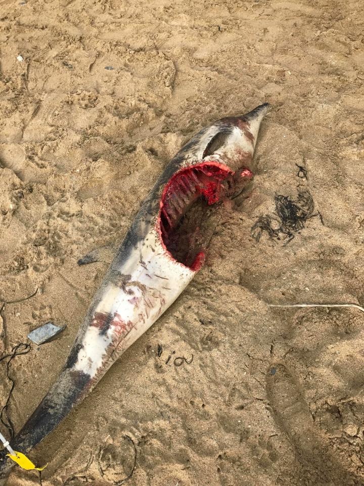 Cá heo bị cá mập cắn gần đứt thân dạt bờ biển Anh - 1