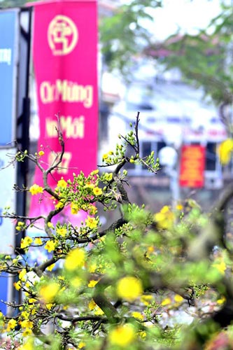 Mai vàng giá chục triệu 'đổ bộ' phố Hà Nội - 11