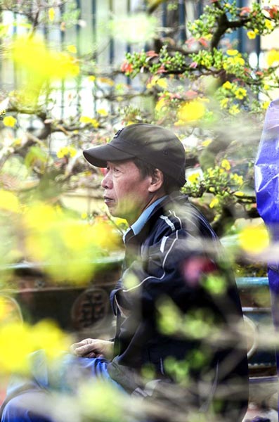 Mai vàng giá chục triệu 'đổ bộ' phố Hà Nội - 12