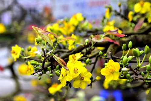 Mai vàng giá chục triệu 'đổ bộ' phố Hà Nội - 4