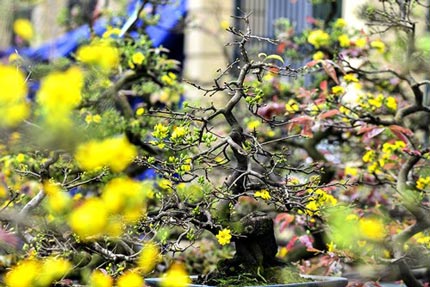 Mai vàng giá chục triệu 'đổ bộ' phố Hà Nội - 5