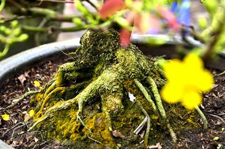 Mai vàng giá chục triệu 'đổ bộ' phố Hà Nội - 6