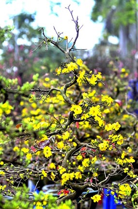 Mai vàng giá chục triệu 'đổ bộ' phố Hà Nội - 7