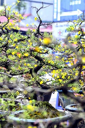 Mai vàng giá chục triệu 'đổ bộ' phố Hà Nội - 8