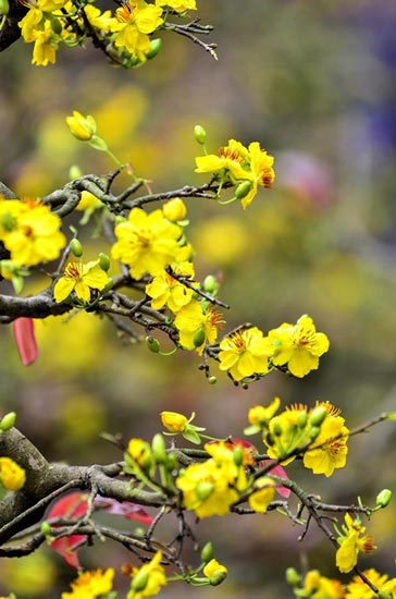 Mai vàng giá chục triệu 'đổ bộ' phố Hà Nội - 9