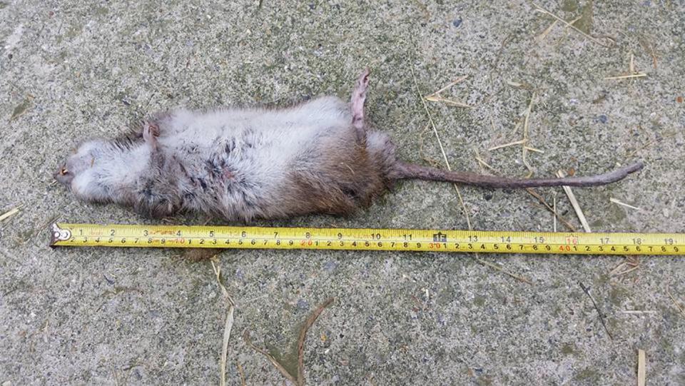 Bắt được chuột khổng lồ to hơn mèo ở Anh - 1
