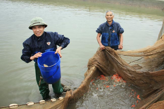 Làng chài vùng núi lãi &#39;khủng&#34; nhờ nuôi cá chép đỏ - 1