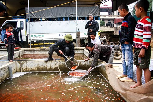 Nhộn nhịp làng cá chép đỏ trước ngày ông Công ông Táo - 11