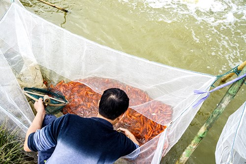 Nhộn nhịp làng cá chép đỏ trước ngày ông Công ông Táo - 3