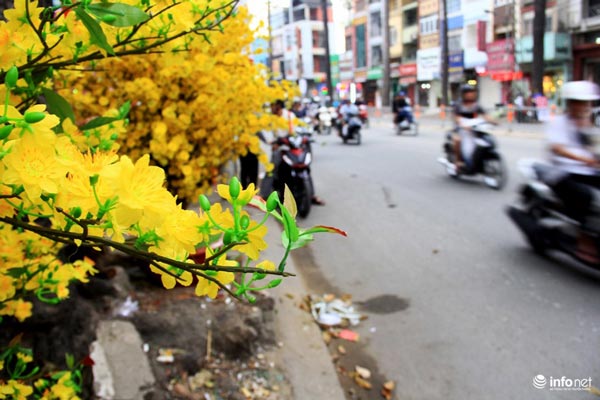 Hoa vải cao cấp giá hơn chục triệu &#34;cháy hàng&#34; ở TP.HCM - 4
